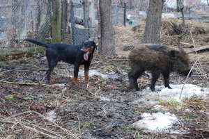 catei de vanzare, rasa copoi ardelenesc