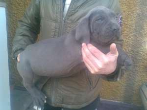 Cane Corso Blue