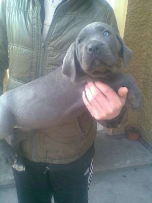 Cane Corso Blue