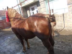 Armasar de Vanzare