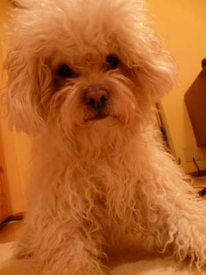 Caut femela bichon maltez sau bolognese pentru monta URGENT!