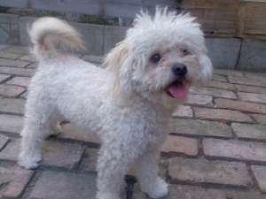 Caut femela bichon maltez sau bolognese pentru monta URGENT!