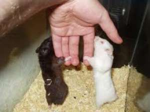 animlalute de companie :))