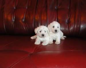 Westie de vanzare  7 saptamani