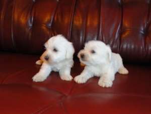 Westie de vanzare  7 saptamani
