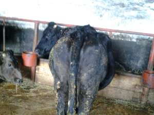 vaca de vanzare