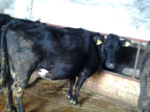 vaca de vanzare