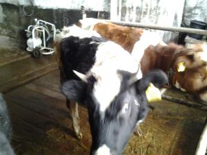 vand vitele holstein si baltata romaneasca