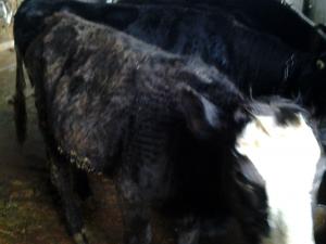 vand vitele holstein si baltata romaneasca