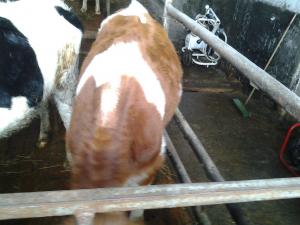 vand vitele holstein si baltata romaneasca