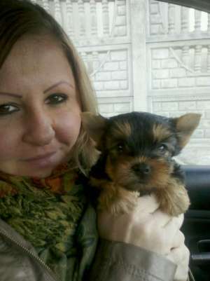 vand catei yorkshire terrier, talie mini si normal!!!