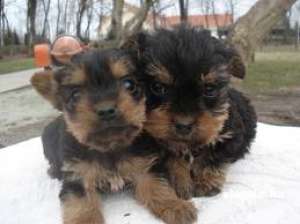 vand catei yorkshire terrier, talie mini si normal!!!