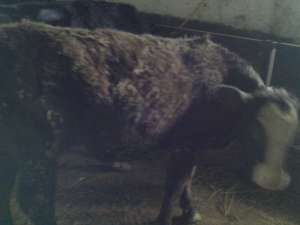 schimb vitele de rasa holstein si baltata romaneasca cu masina *****g seriozitate