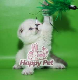 PISICI SCOTTISH FOLD DE VANZARE BUCURESTI BRASOV IASI ORADEA CONSTANTA TIMISOARA GALATI
