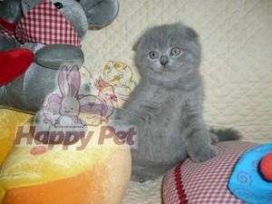 PISICI SCOTTISH FOLD DE VANZARE BUCURESTI BRASOV IASI ORADEA CONSTANTA TIMISOARA GALATI