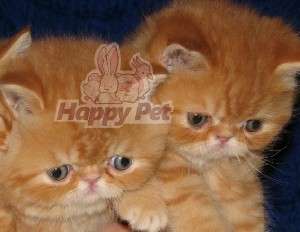 PISICI EXOTIC SHORTHAIR DE VANZARE BUCURESTI BRASOV IASI ORADEA CONSTANTA TIMISOARA GALATI