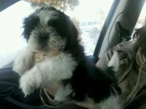 de vanzare catei shih-tzu!!!