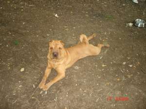 Ofer mascul Shar Pei pentru imperechere
