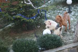 Ofer mascul Shar Pei pentru imperechere