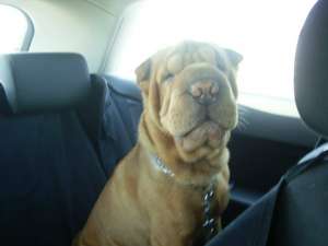 Ofer mascul Shar Pei pentru imperechere