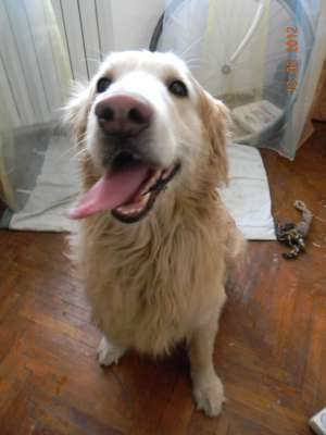 Gasit Golden Retriever