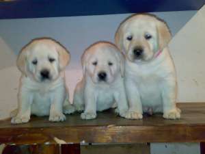 Vand catelusi labrador retriever auriu