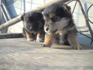 Vand Cateii Si Caini De Vanatoare Jagd Terrier Airdale Terrier Bihor