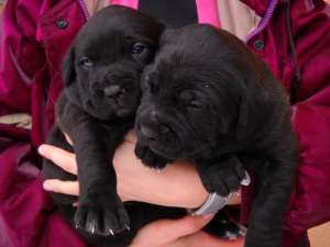 oferta catei cane corso