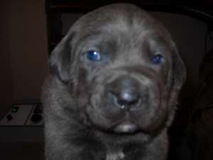 oferta catei cane corso