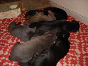 oferta catei cane corso
