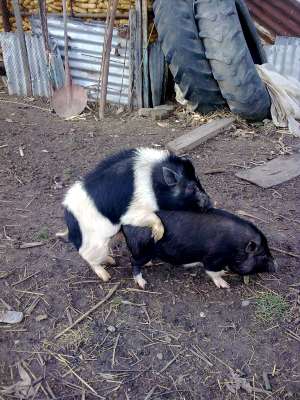 porci vietnamezi