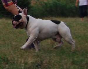 ofer buldog francez pentu imperechere(pedigree)