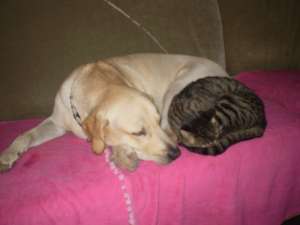 Donez Labrador retiriver cu pedigree de 17 luni
