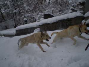 Donez Labrador retiriver cu pedigree de 17 luni