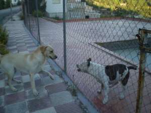 Donez Labrador retiriver cu pedigree de 17 luni