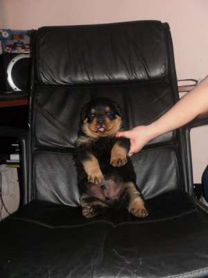 vand pui rottweiler
