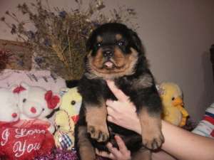 vand pui rottweiler