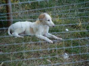 Borzoi