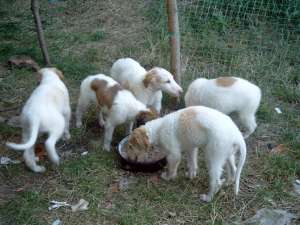 Borzoi