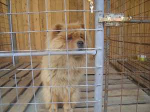 chow chow femele mature