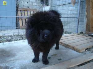 chow chow femele mature