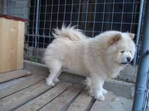 vand chow chow alb matur