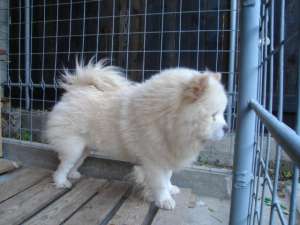 vand chow chow alb matur