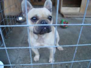 vand buldog francez matur