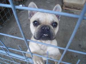 vand buldog francez matur