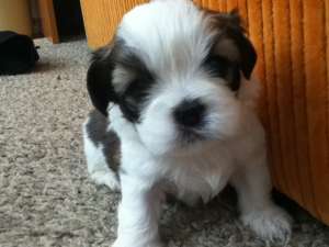 Shih-tzu 8 saptamani