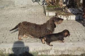 vand puii tekel cu par sarmos