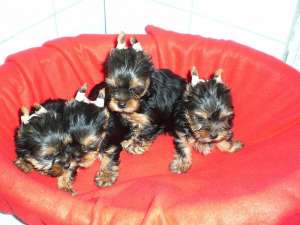 Yorkshire terrier de vanzare ,  mascul si femela