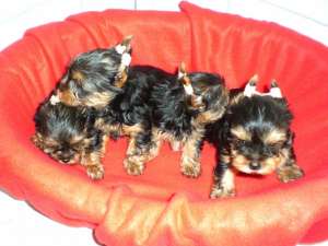Yorkshire terrier de vanzare ,  mascul si femela