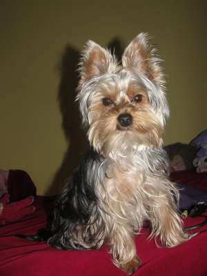 MONTA YORKSHIRE TERRIER
